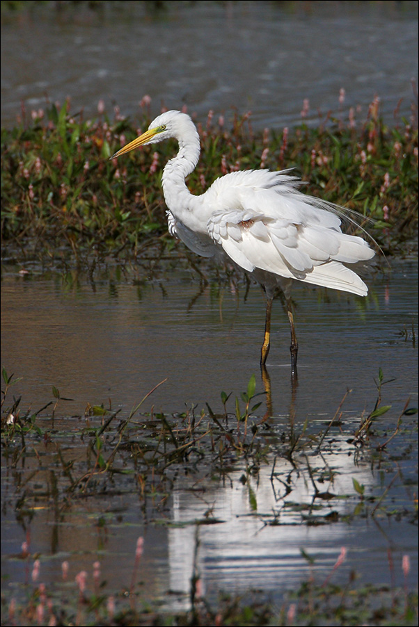 Airone bianco maggiore